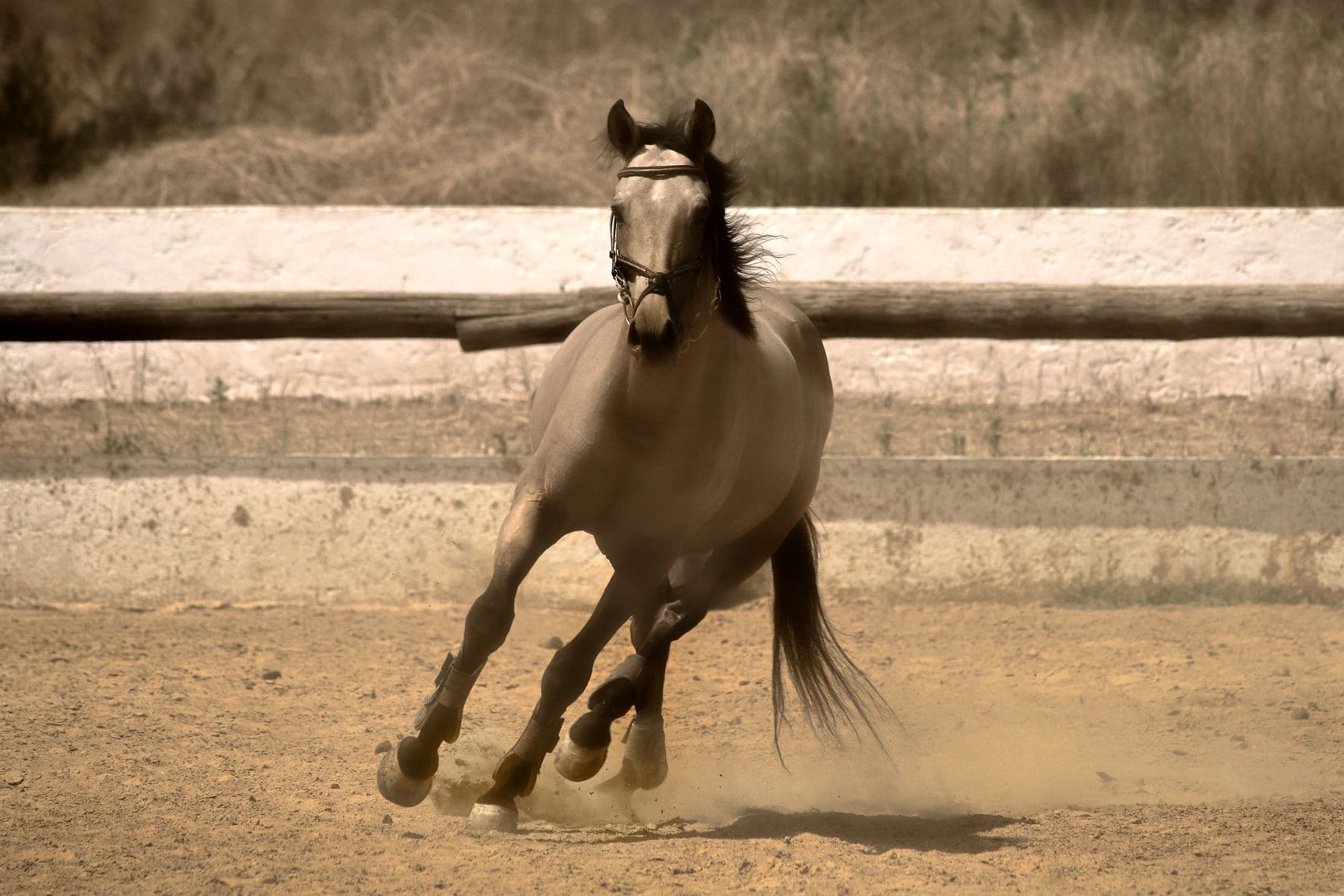 Cheval seul au galop sur une piste de sable, longeant la lice en bois