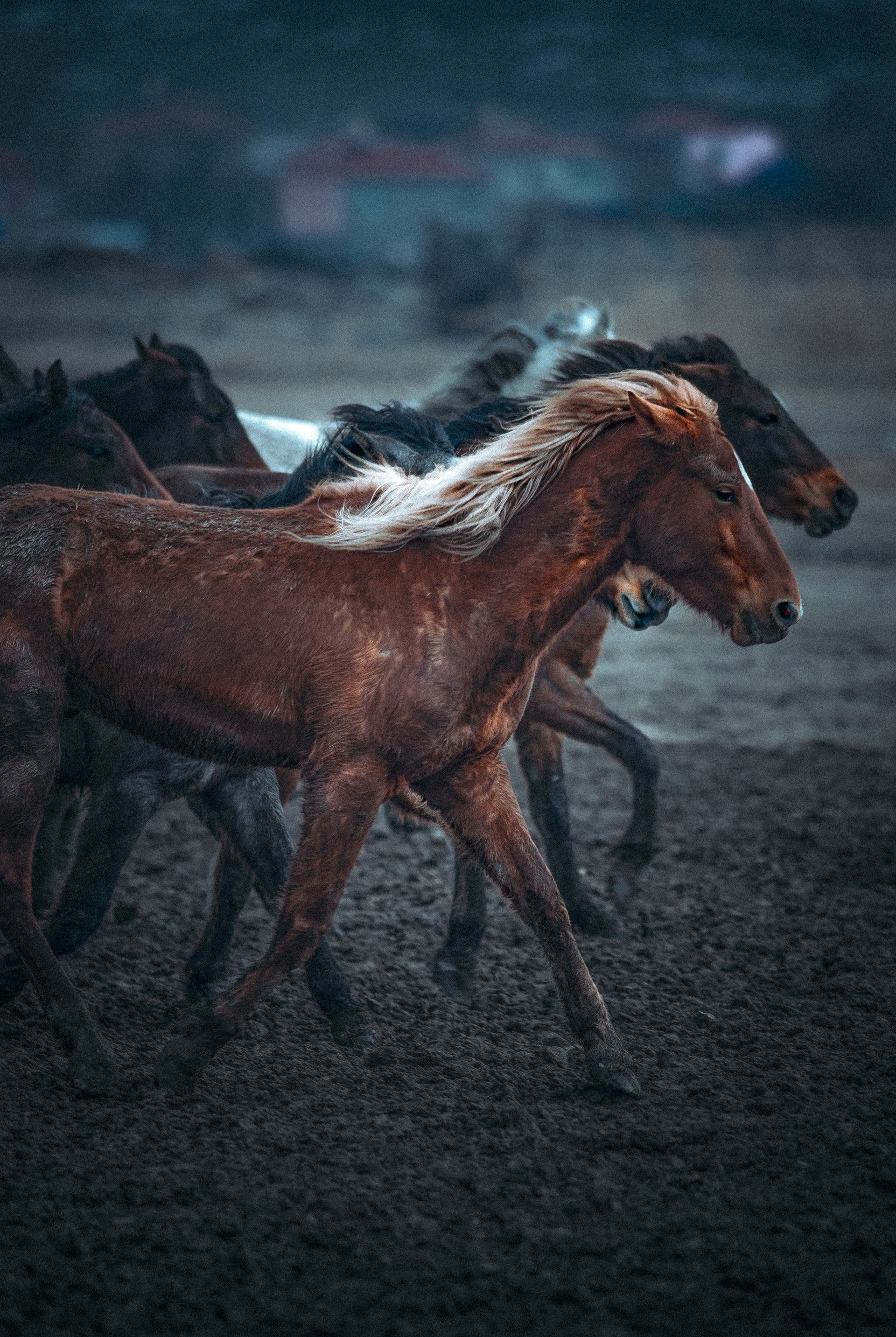 Chevaux au galop sur une piste de terre au crépuscule
