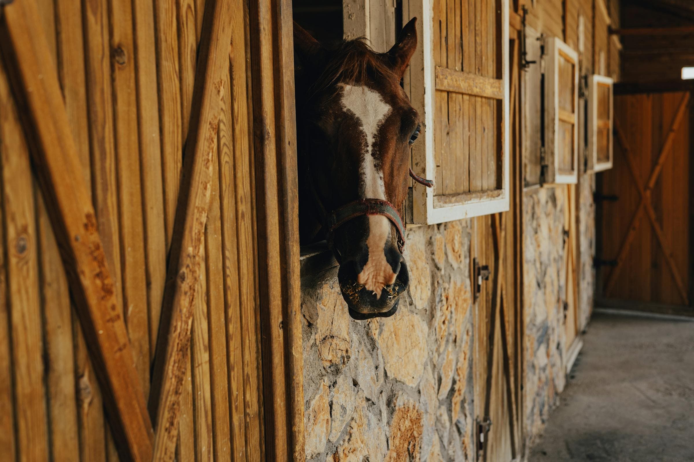 Box en bois et pierre d'une écurie soignée, où chaque cheval bénéficie d'un suivi sanitaire rigoureux