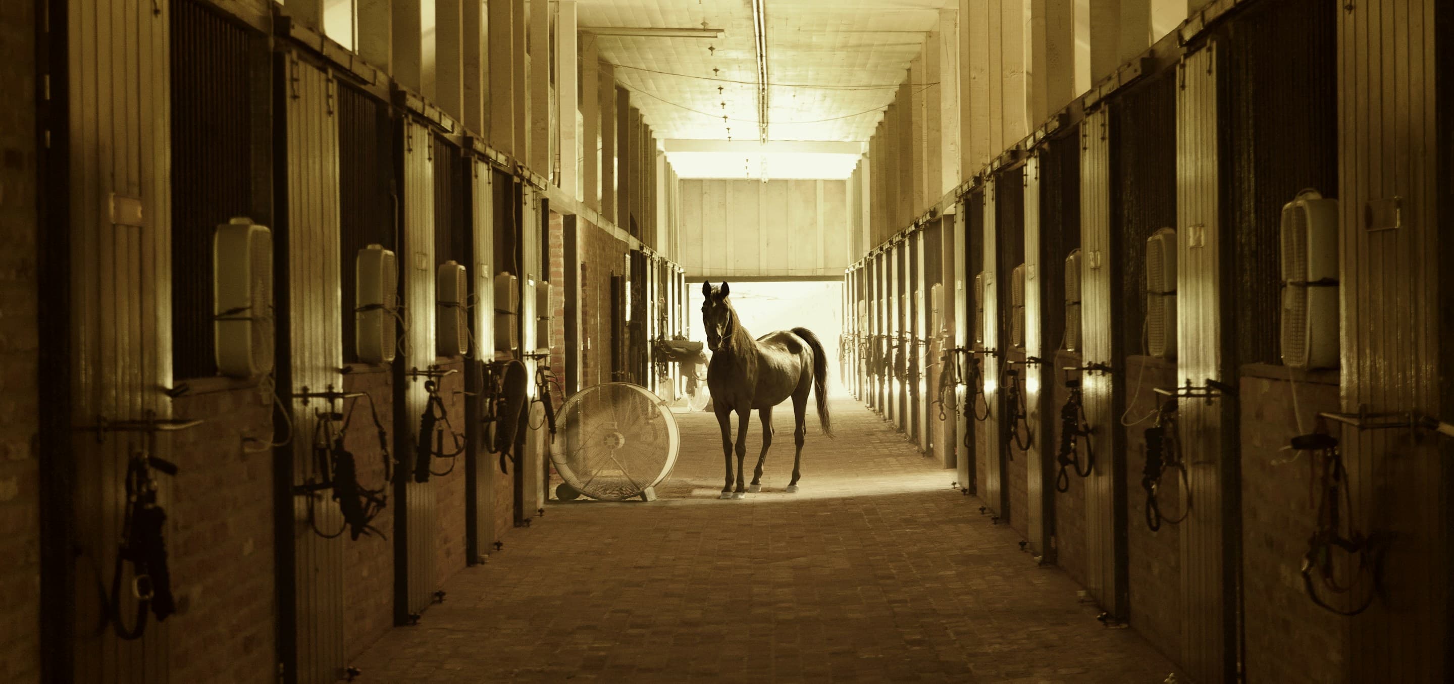 Allée d'un haras de prestige bordée d'écuries, illustrant la gestion complète d'un domaine d'élevage équin