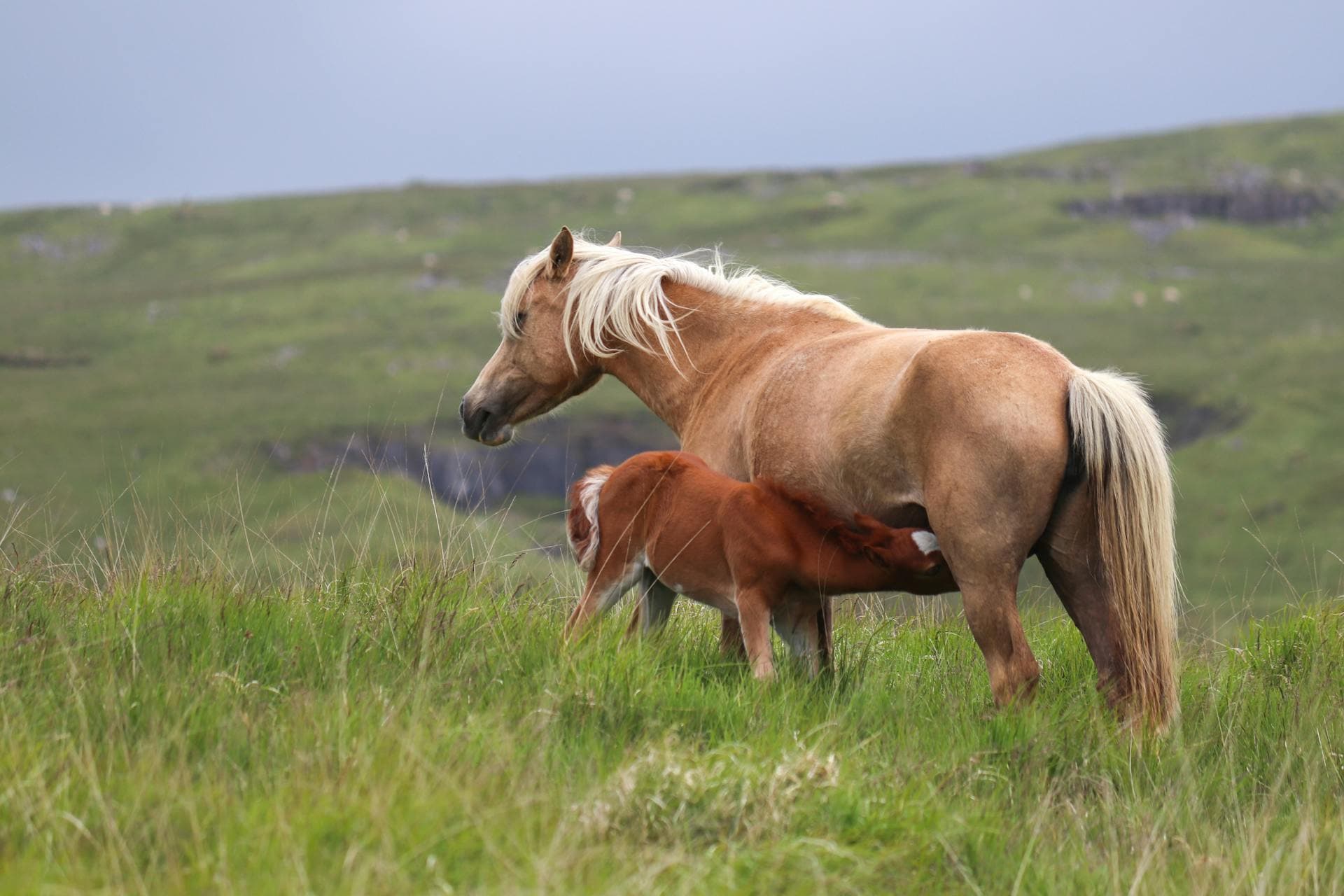 Jument palomino allaitant son poulain alezan dans un pré verdoyant