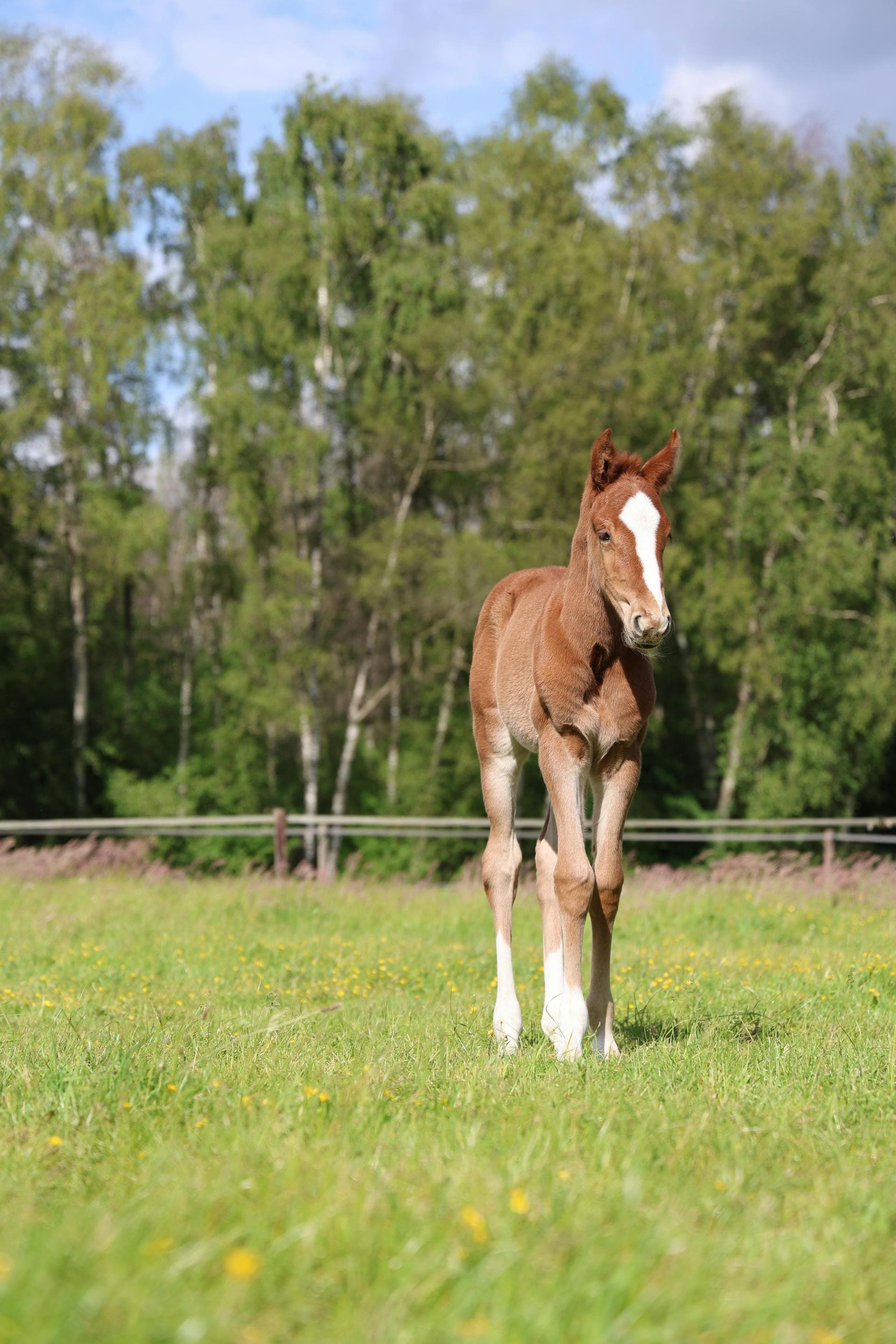 Poulain dans un paddock de haras, aboutissement du suivi de reproduction équine